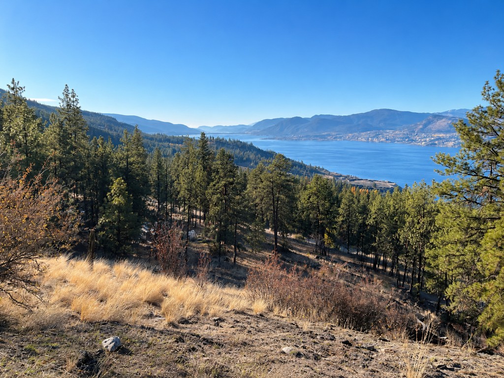 Panoramic Okanagan Lake view from the hillside, with pines and golden grass in the foreground