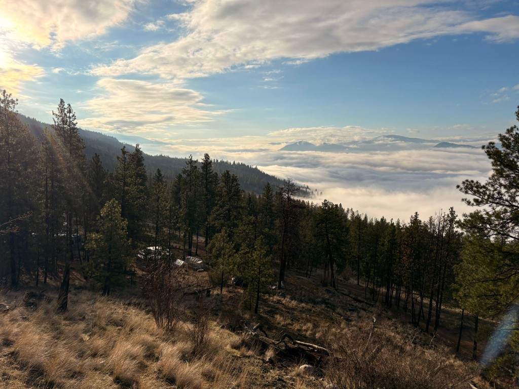 Sea of clouds filling the valley below the hillside, with pines and distant peaks