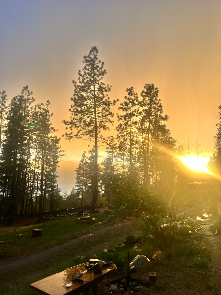 Golden sunset through pines with the lake beyond