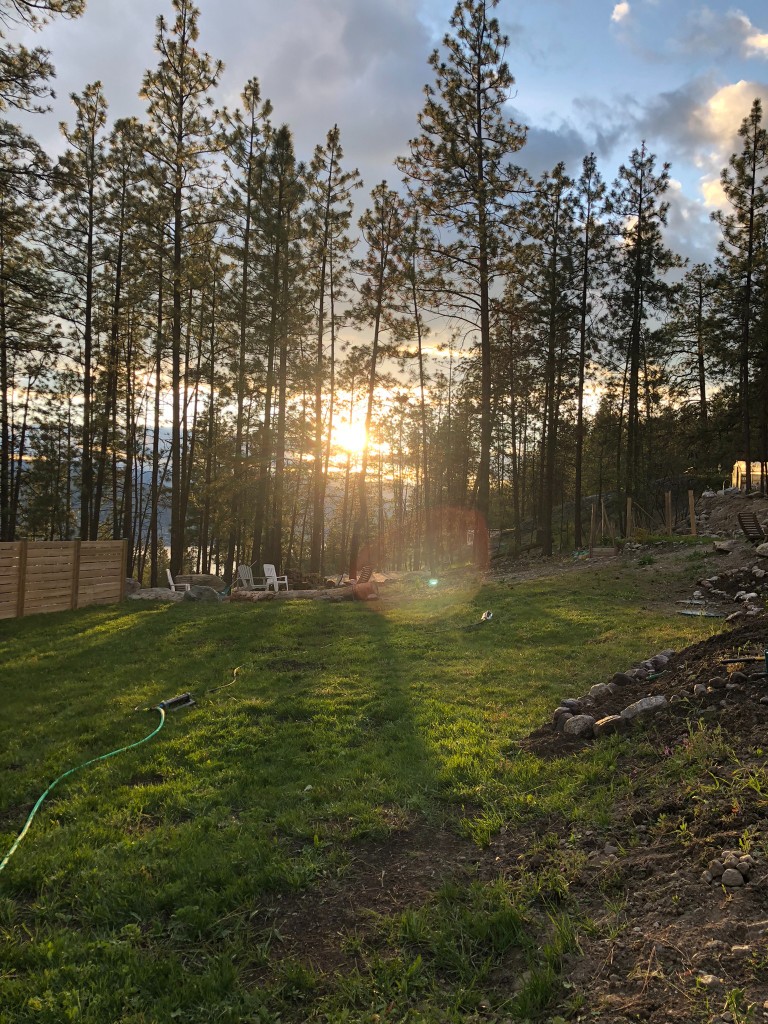 Sunset across the lawn with chairs among the pines