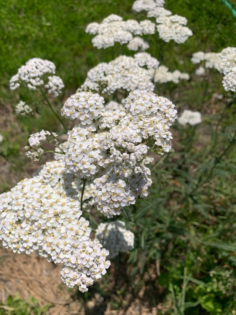 White yarrow in bloom on the property