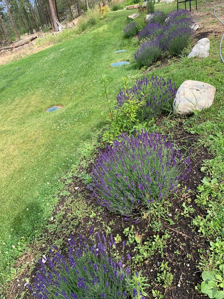 Rows of blooming Magic Mountain Lavender and perennial garden on the hillside